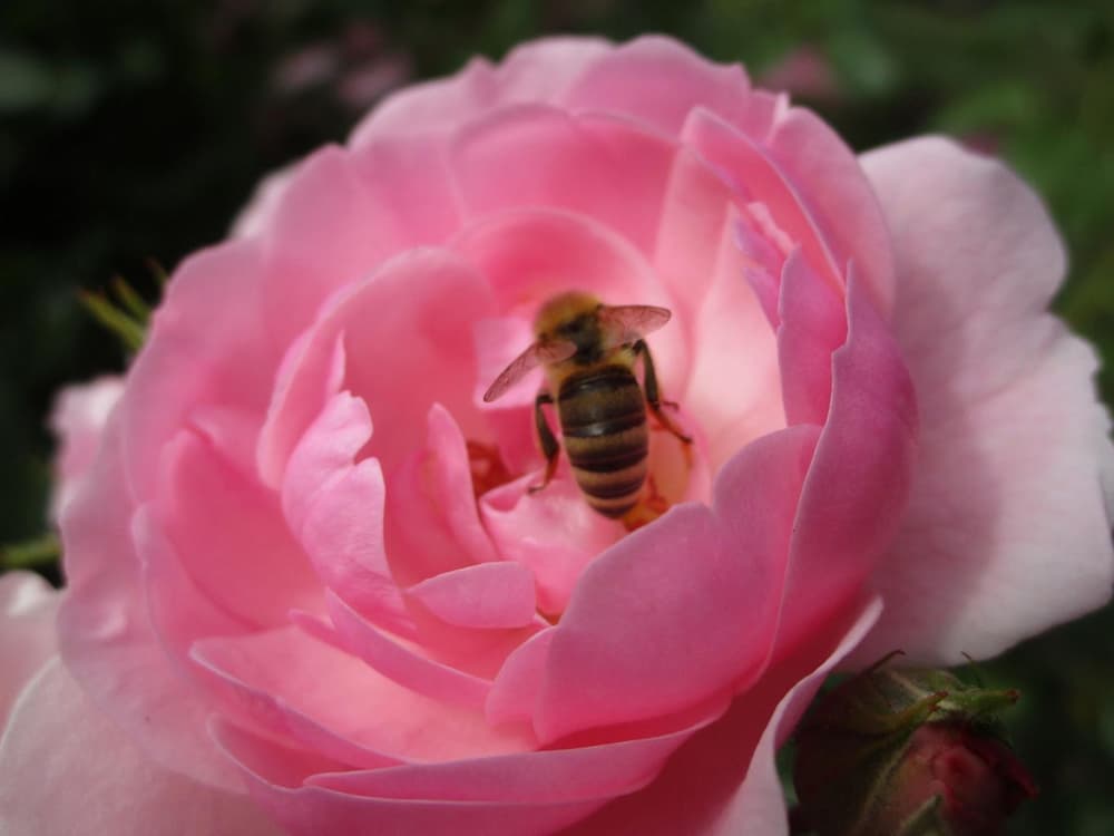 Rose1