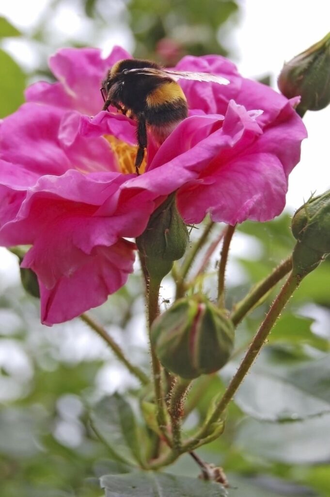 Rose3