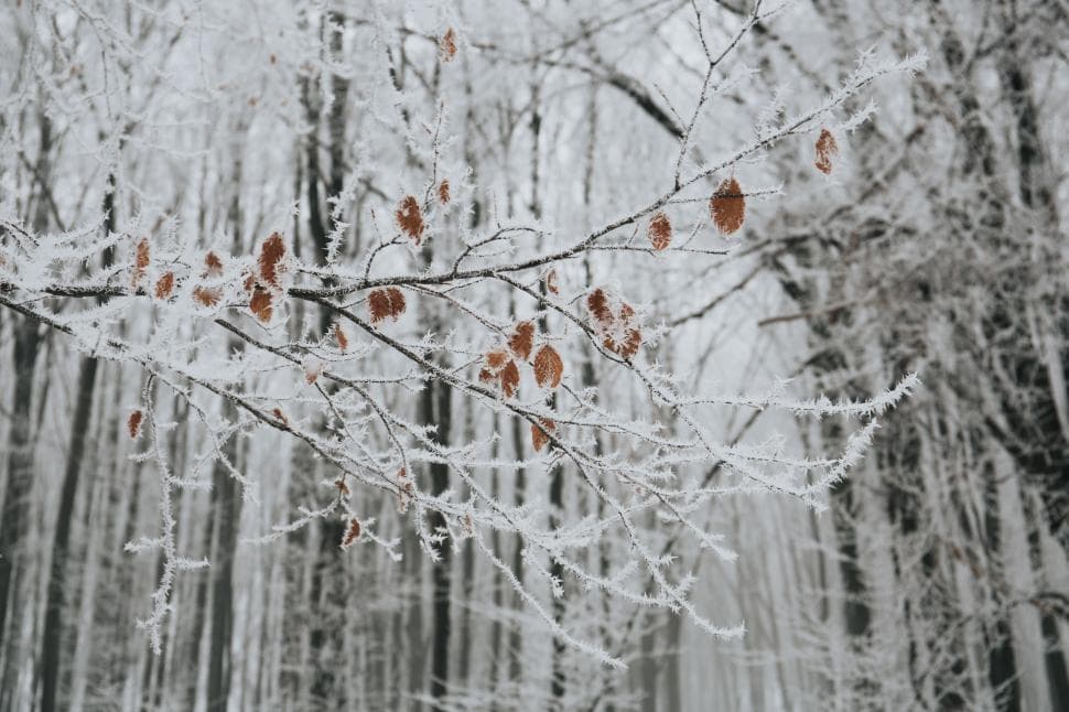 Snow covered forest in winter