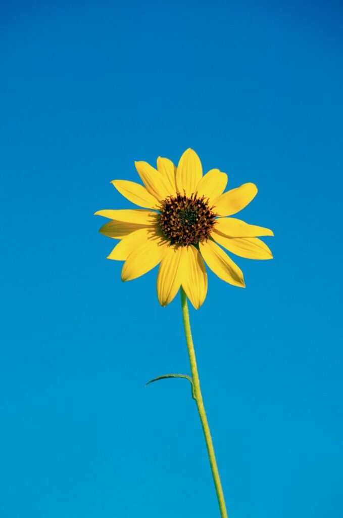 Sunflower1